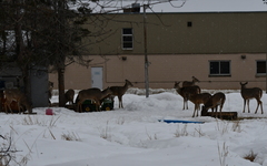 Odocoileus virginianus