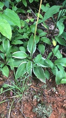 Hosta sieboldii