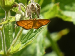 Idaea flaveolaria