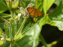 Idaea flaveolaria