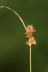 Rhynchospora plumosa
