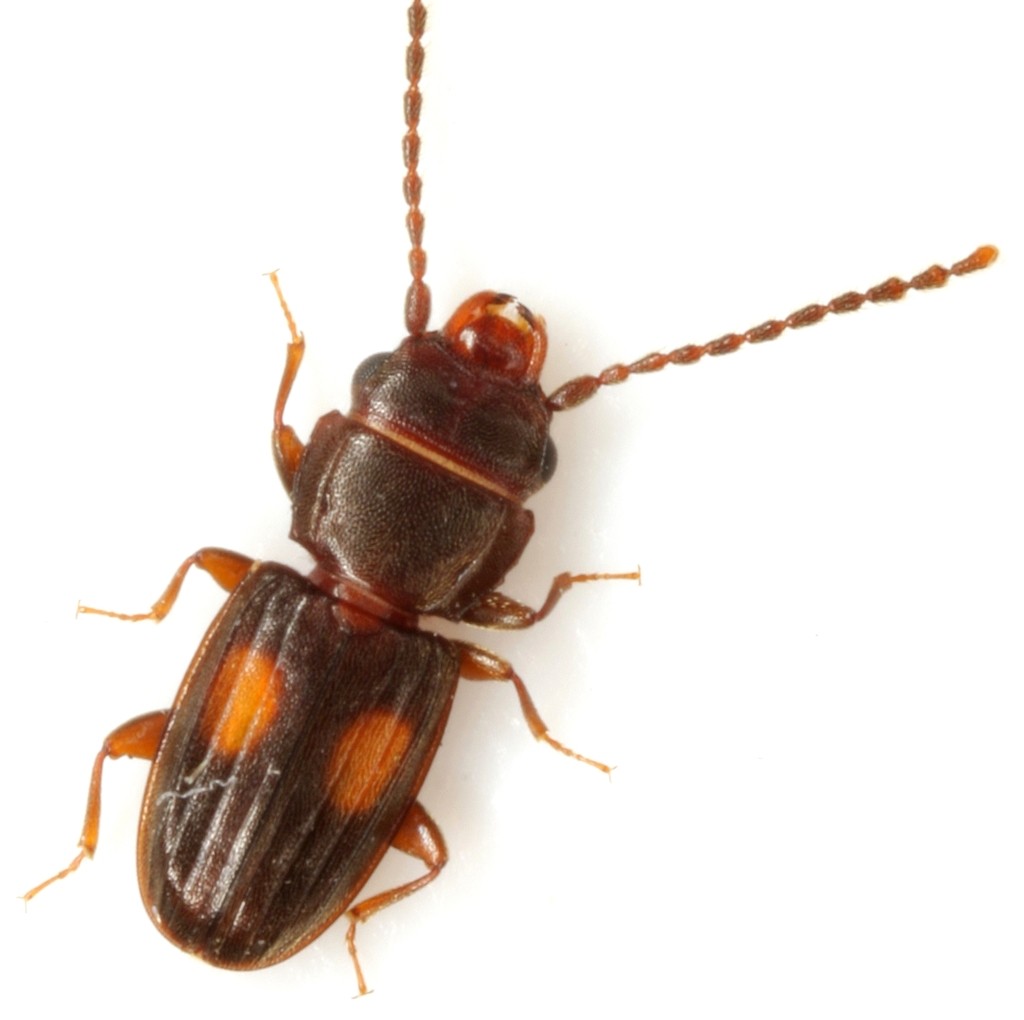 Two-spotted Flat Bark Beetle