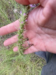 Liatris aestivalis