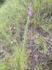 Liatris aestivalis