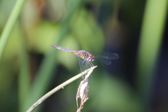 Pachydiplax longipennis