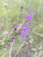 Liatris aestivalis