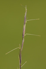 Aristida curtissii