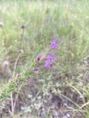 Liatris aestivalis