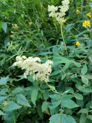 Filipendula ulmaria
