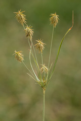 Cyperus plukenetii