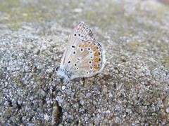 Polyommatus celina