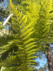 Cyathea phalerata