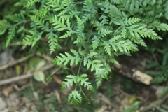 Pteris macilenta