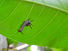 Euploea eunice hobsoni