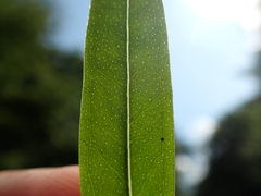 Hypericum sphaerocarpum