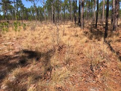 Pyxidanthera brevifolia