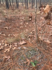 Pyxidanthera brevifolia