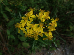 Hypericum sphaerocarpum