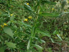 Hypericum sphaerocarpum