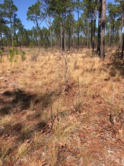 Pyxidanthera brevifolia