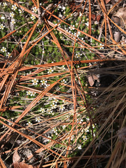 Pyxidanthera brevifolia