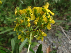 Hypericum sphaerocarpum