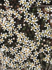 Pyxidanthera brevifolia