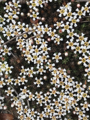 Pyxidanthera brevifolia