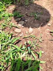 Stenaspis verticalis