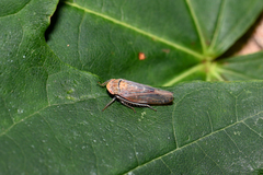 Thamnotettix exemtus