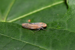 Thamnotettix exemtus