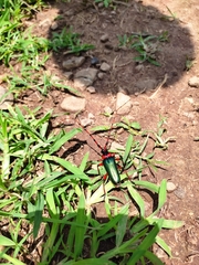 Stenaspis verticalis