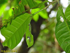 Euploea eunice hobsoni