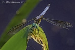 Pachydiplax longipennis