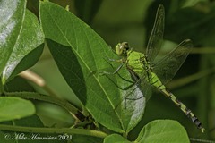 Erythemis simplicicollis