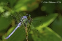 Erythemis simplicicollis