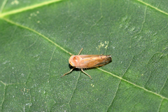 Anoplotettix
