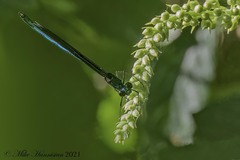 Calopteryx maculata