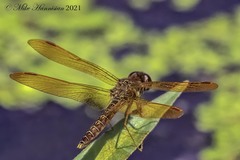 Perithemis tenera