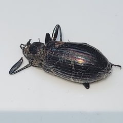 Tarpela micans