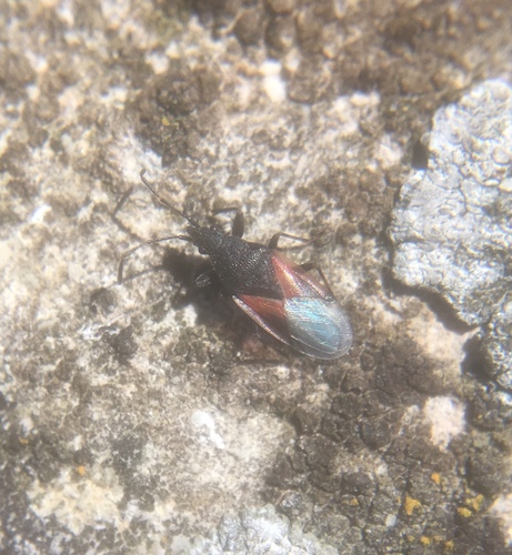 Oxycarenus lavaterae