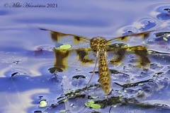 Perithemis tenera