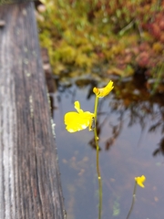 Utricularia cornuta