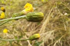 Hieracium laevigatum