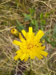 Hieracium laevigatum