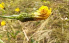 Hieracium laevigatum