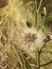 Hieracium laevigatum