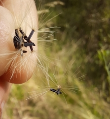 Hieracium laevigatum