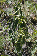 Vincetoxicum intermedium