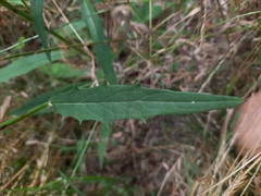 Hieracium laevigatum